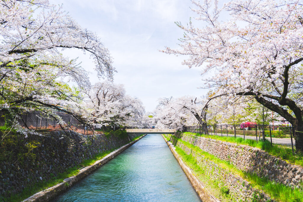 楽歩堂前橋公園の桜