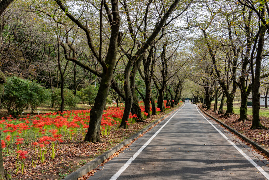 赤城南面千本桜 彼岸花