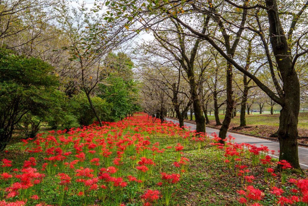 赤城南面千本桜 彼岸花