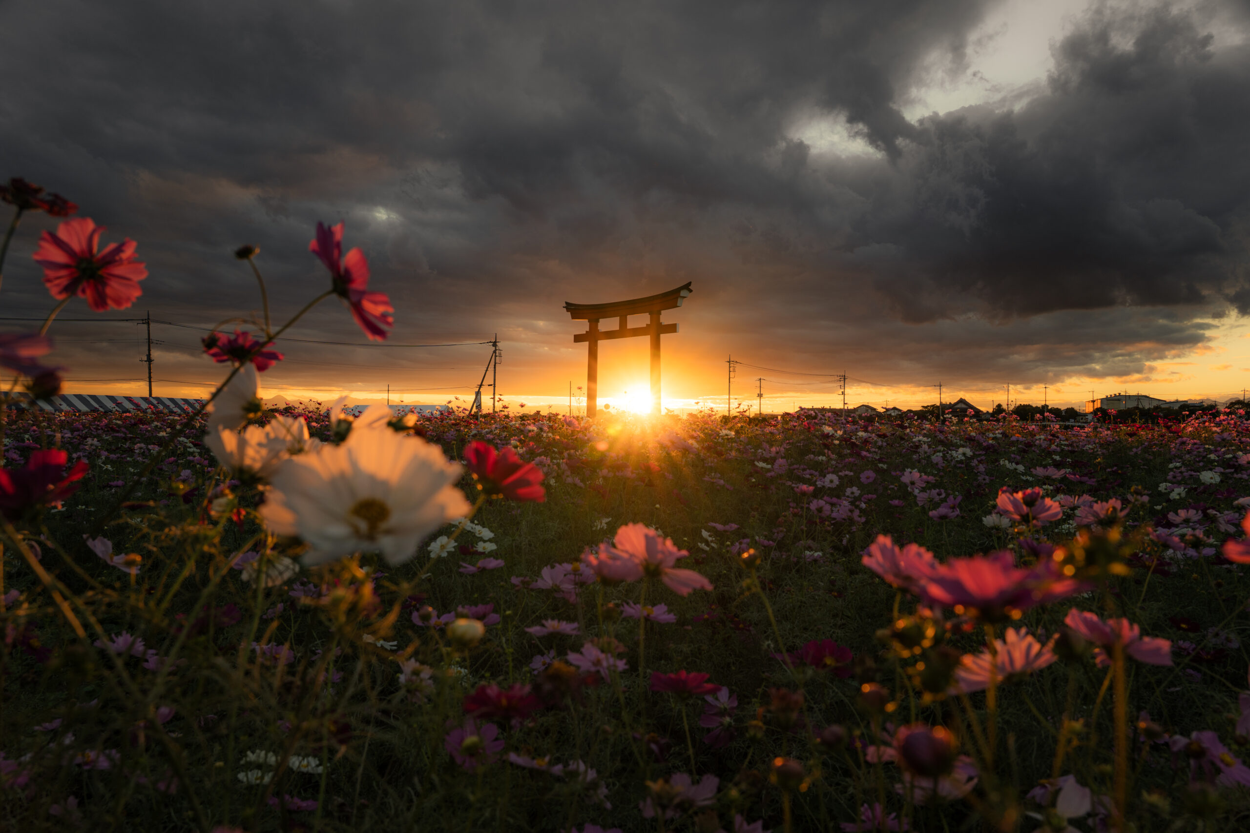 小泉コスモス畑