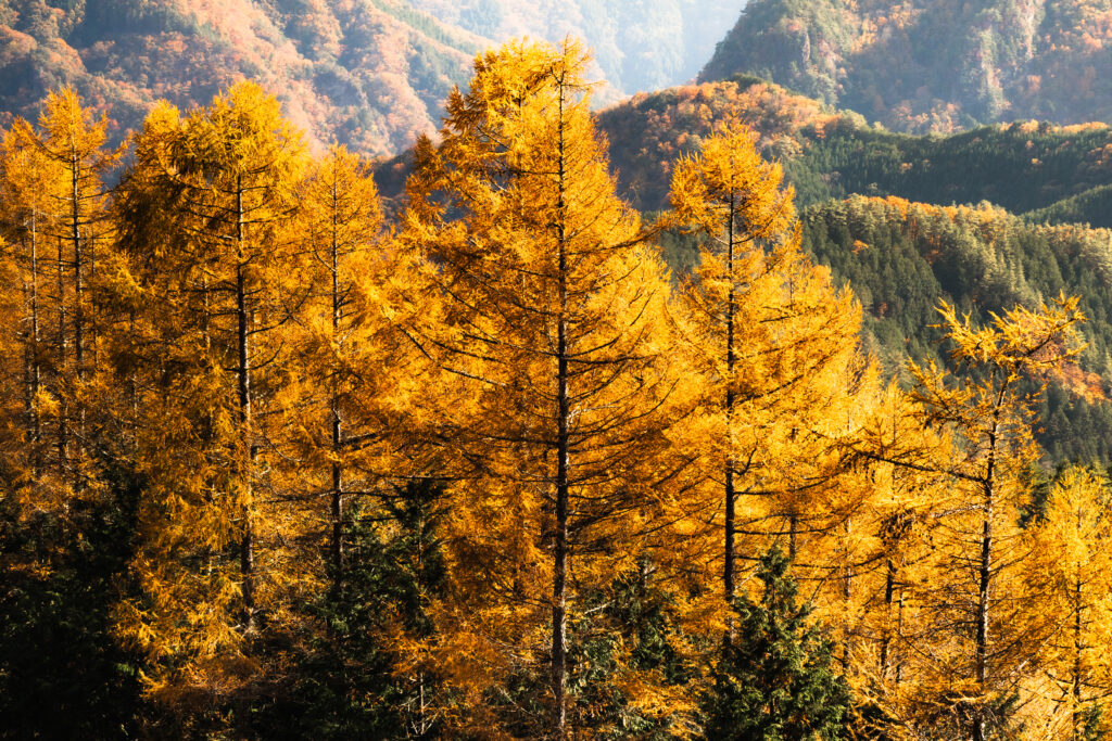 御荷鉾スーパー林道