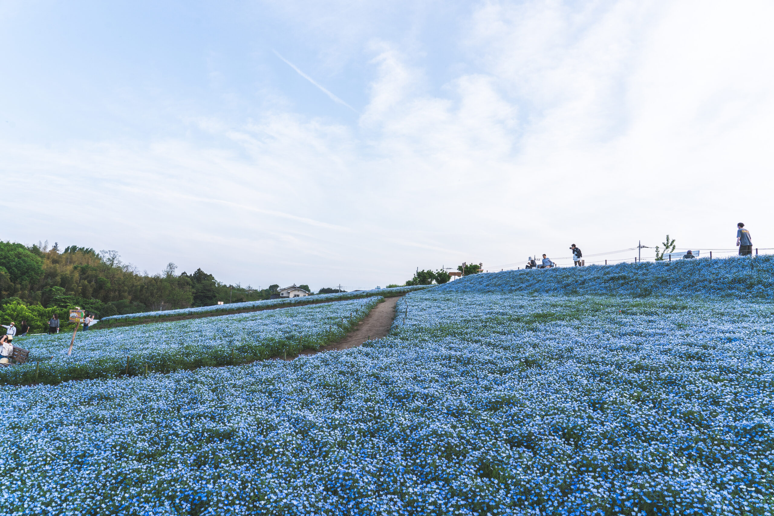 鼻高展望花の丘