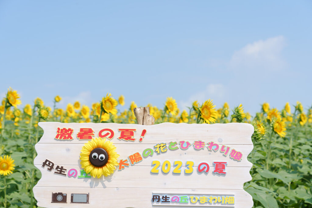 丹生の丘のひまわり畑