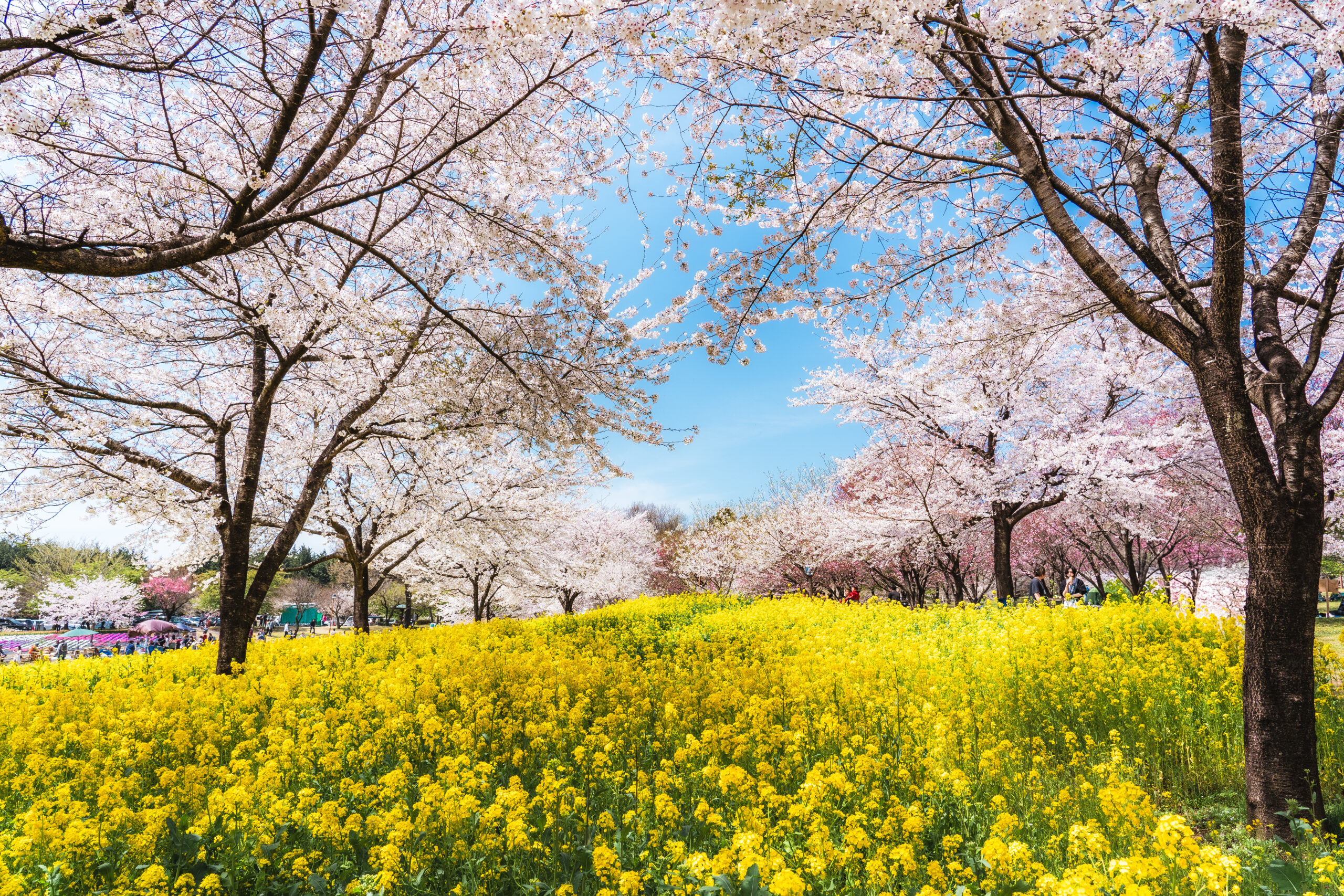 赤城南面千本桜