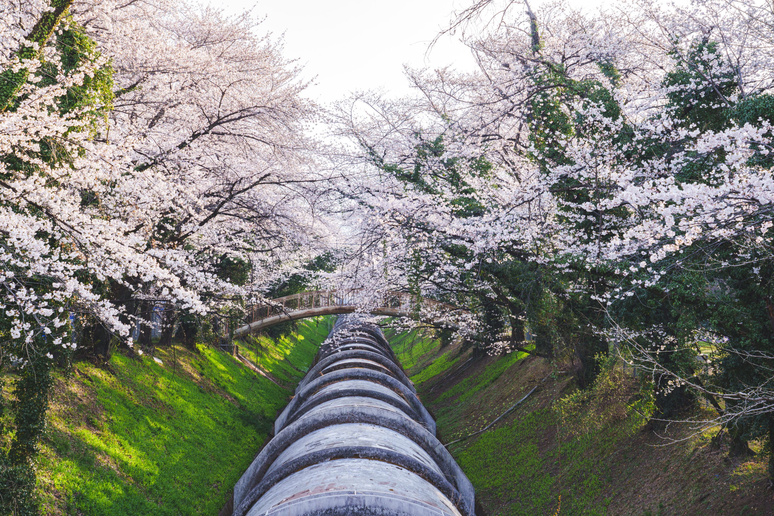 佐久発電所の桜