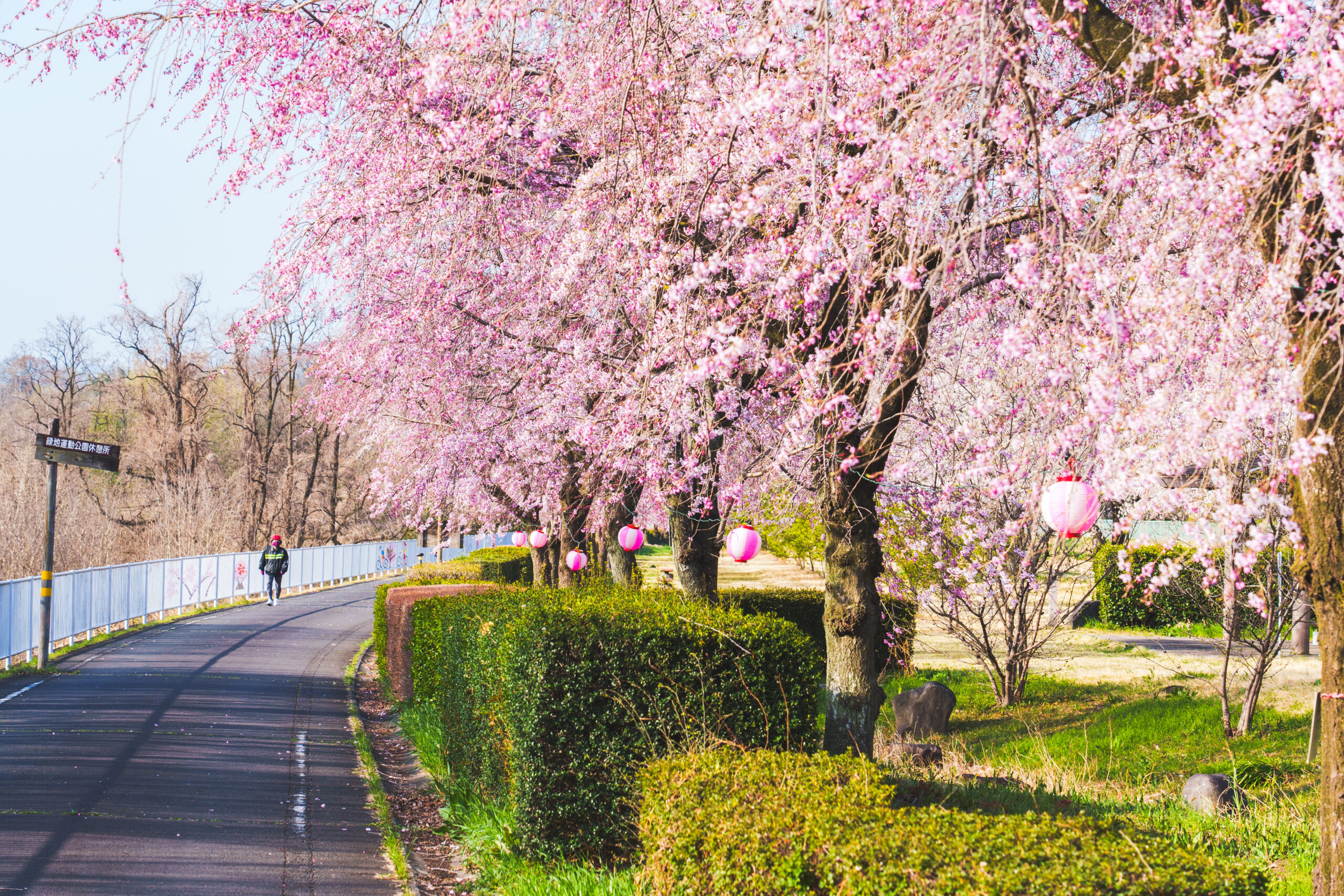 漆原のしだれ桜並木