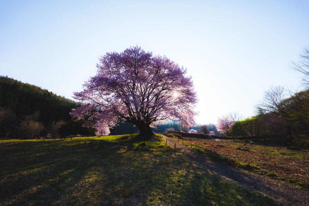 天王桜