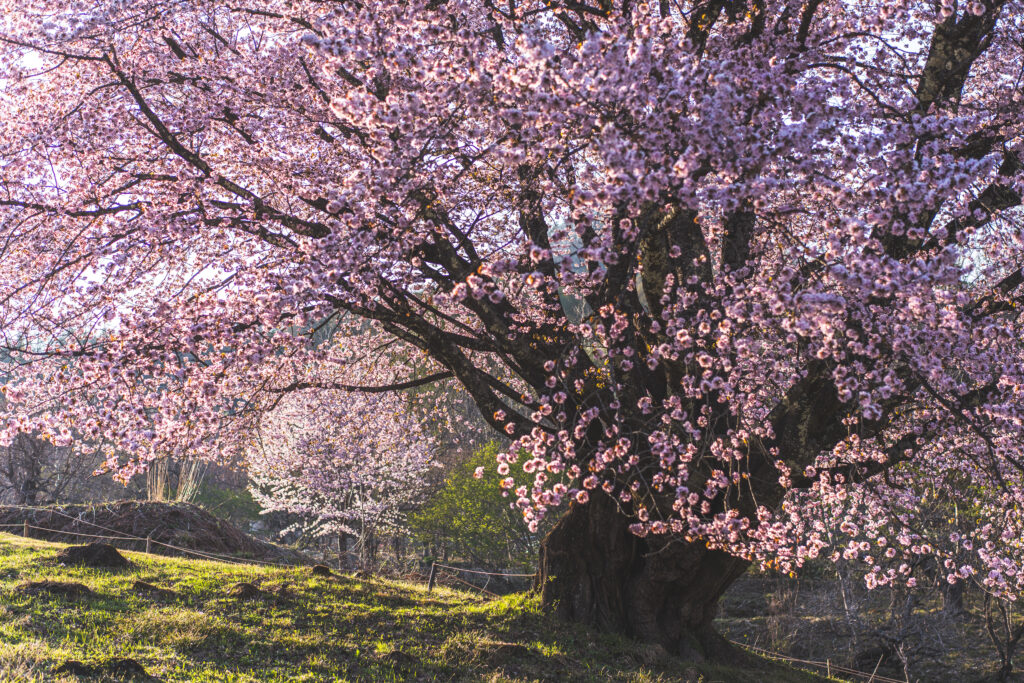 天王桜