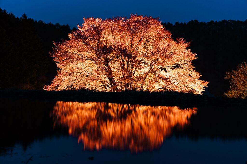 天王桜