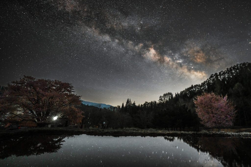 天王桜