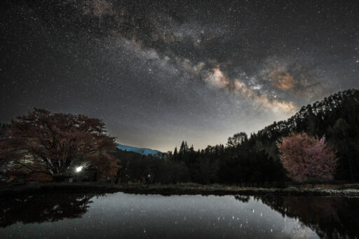 天王桜