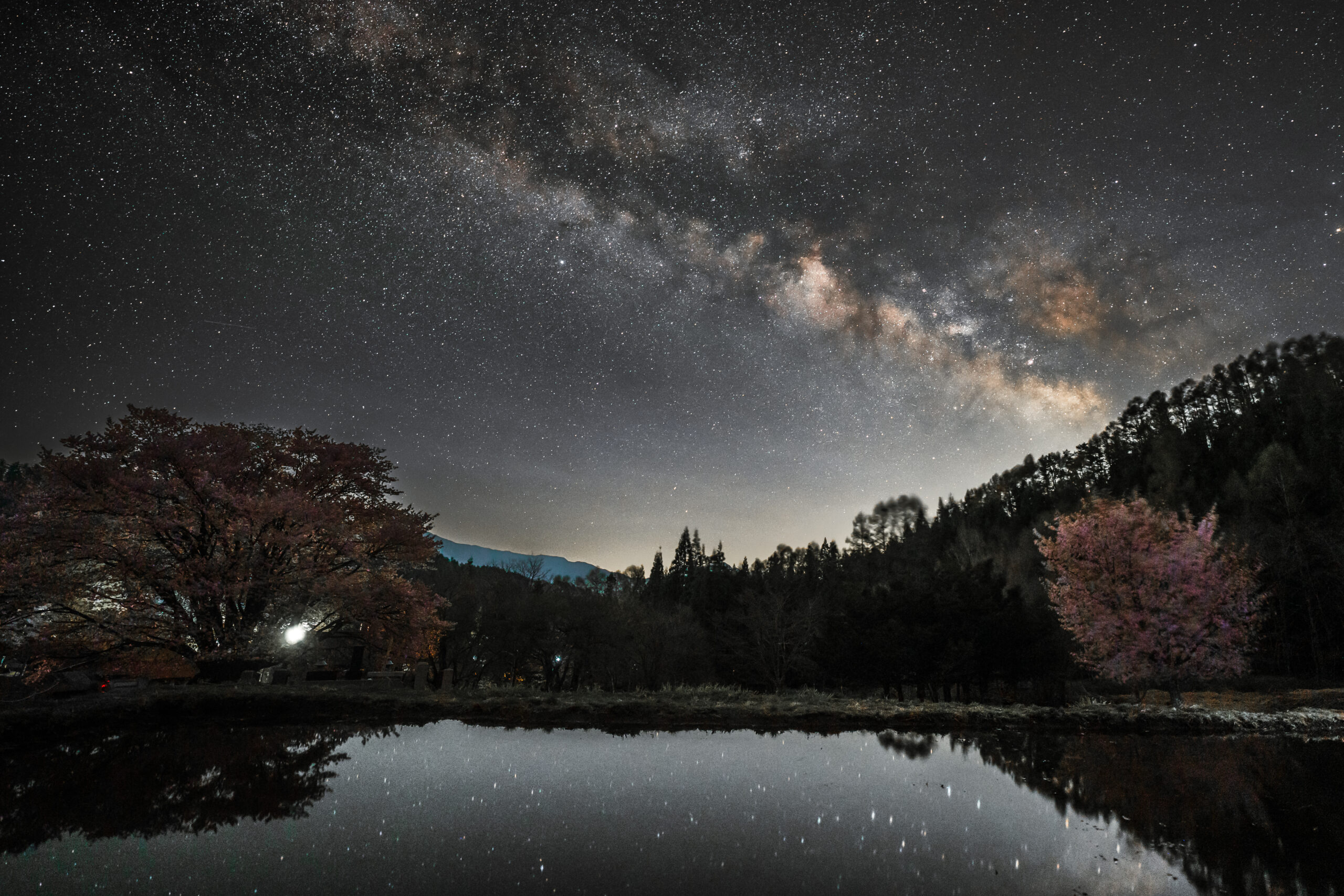 天王桜