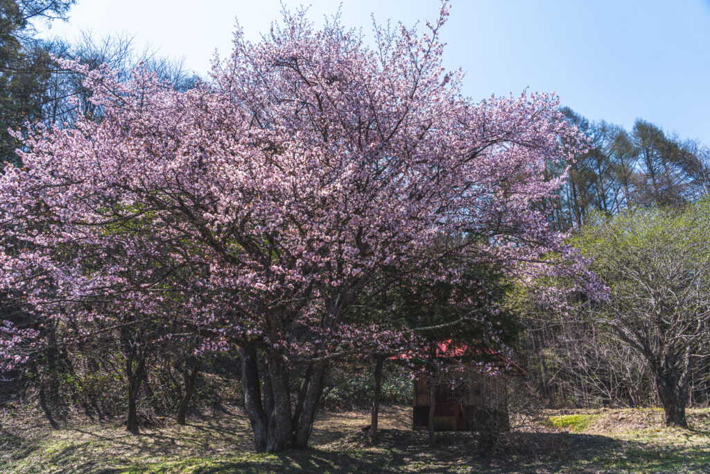 オキノ桜