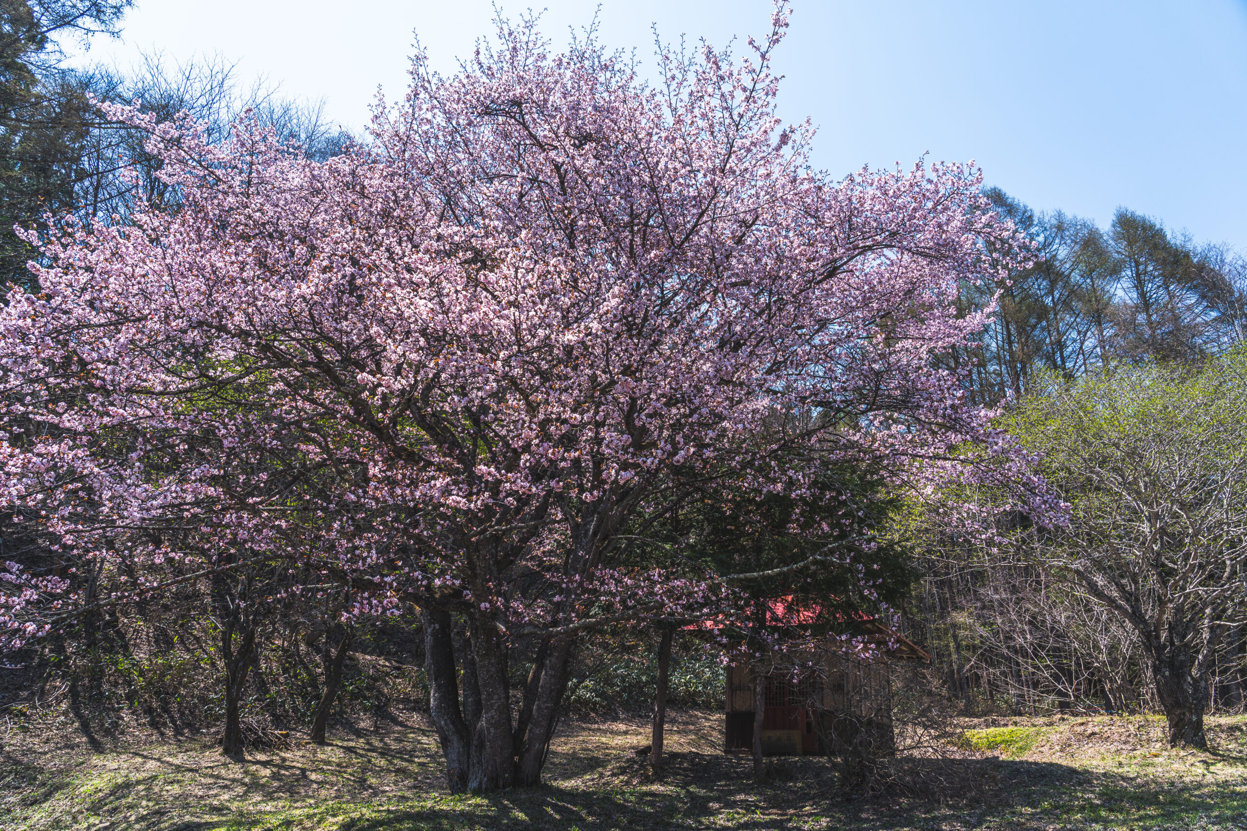 オキノ桜