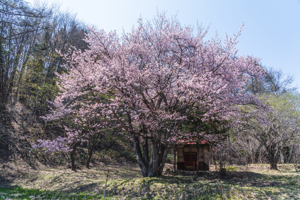 オキノ桜