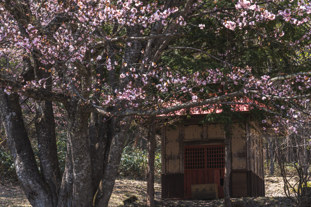 オキノ桜