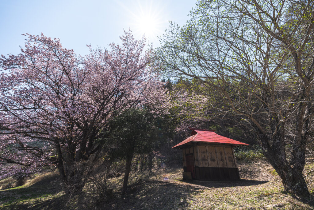オキノ桜