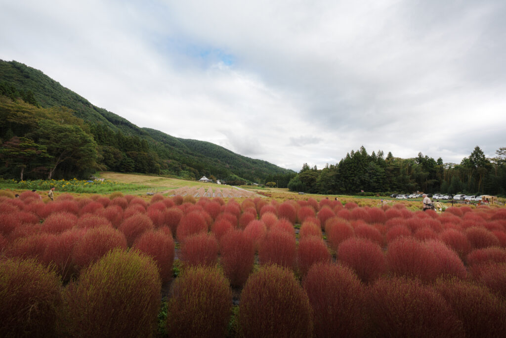 伊賀野の花畑
