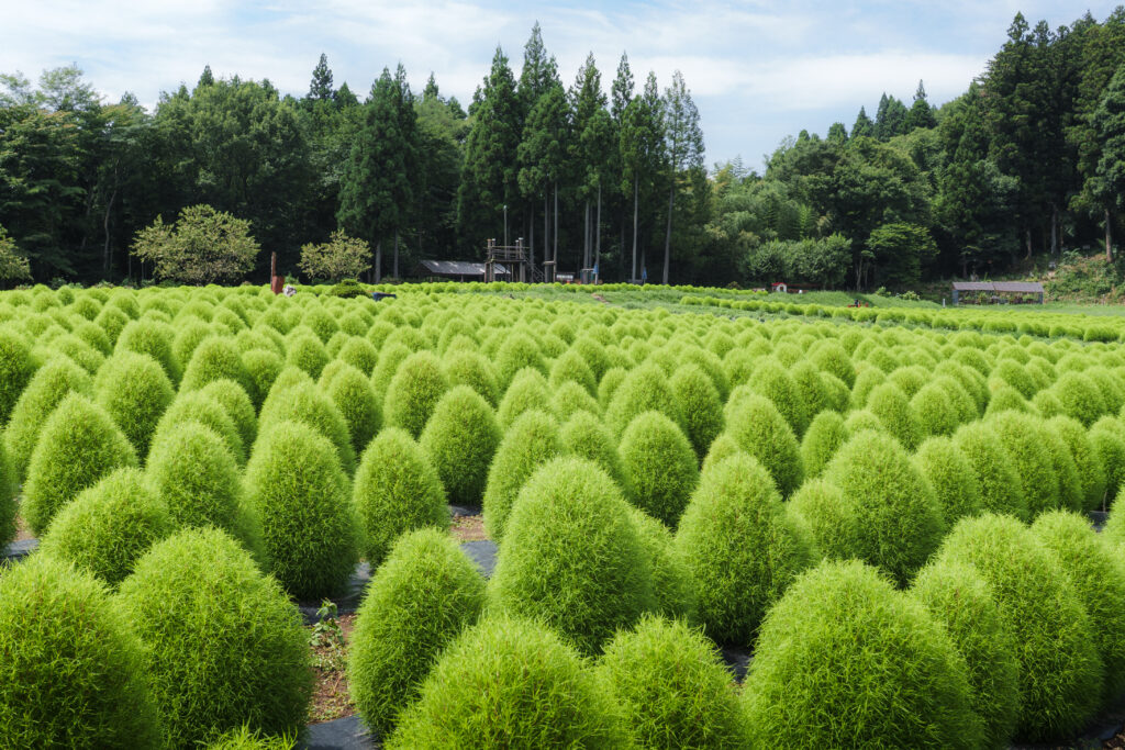 伊賀野の花畑