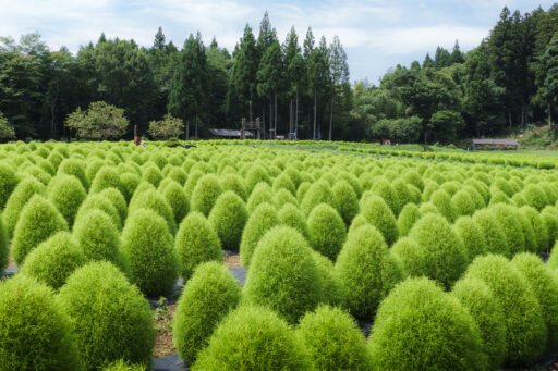 伊賀野の花畑