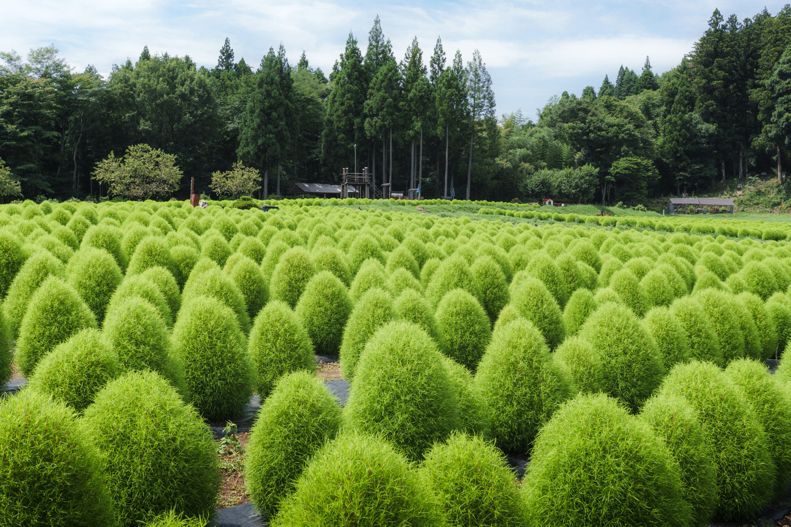 伊賀野の花畑