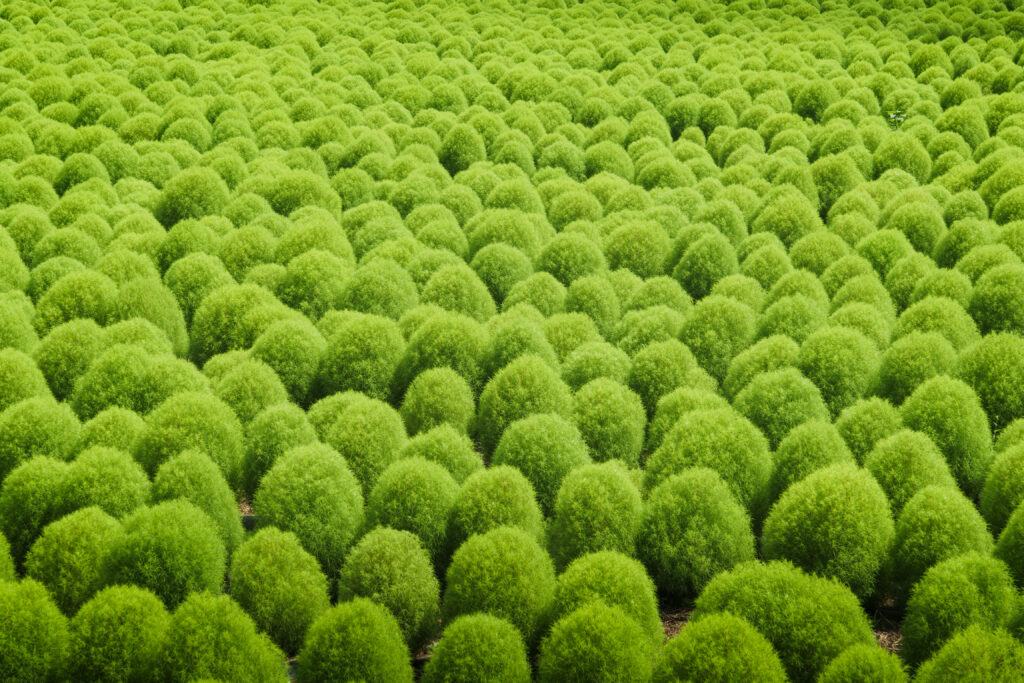 伊賀野の花畑