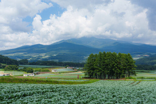 カラマツの丘