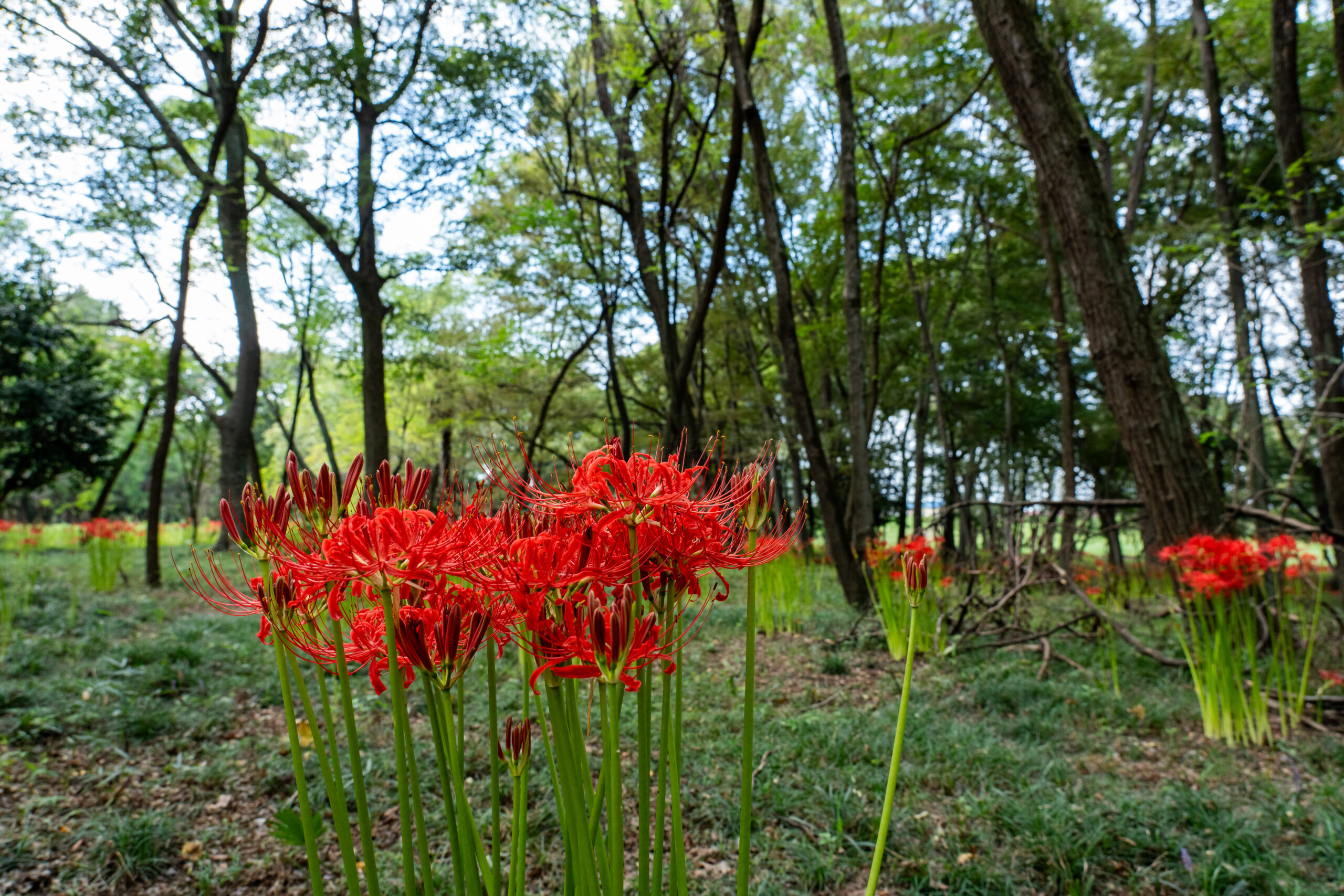 岩倉自然公園