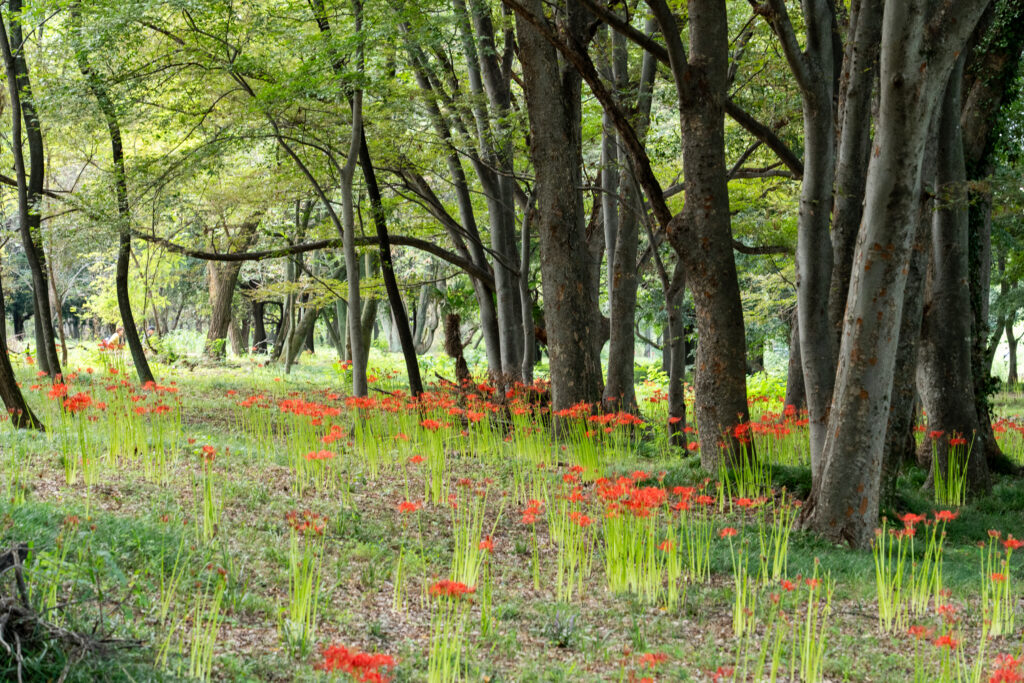 岩倉自然公園