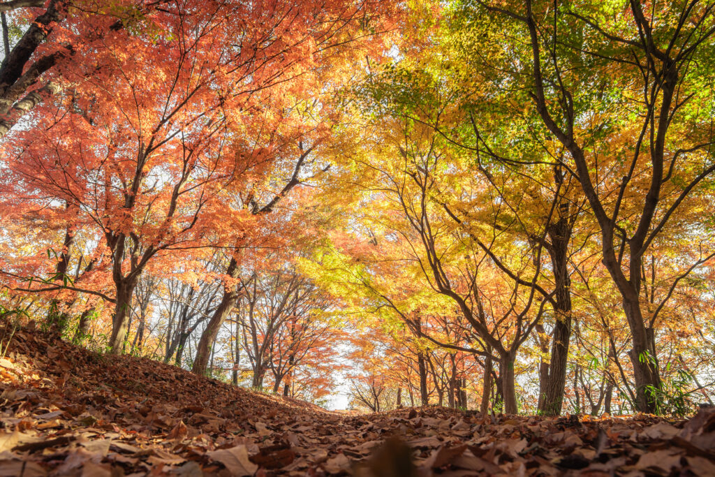 天神山自然の森