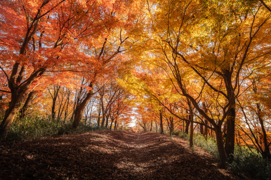 天神山自然の森