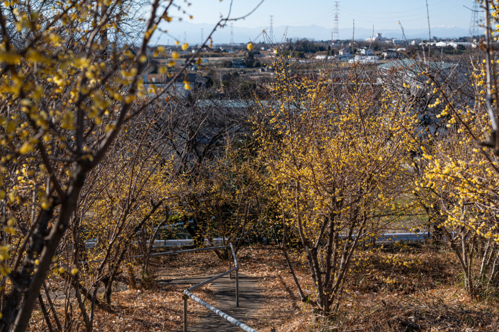 榛東村 ろうばいの郷