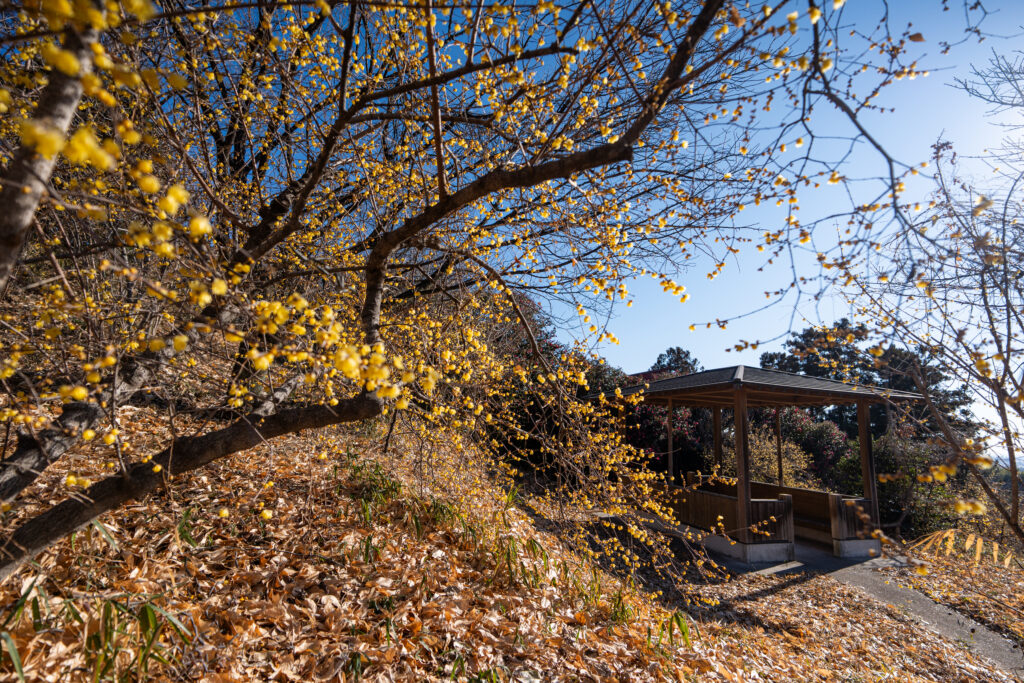 榛東村 ろうばいの郷