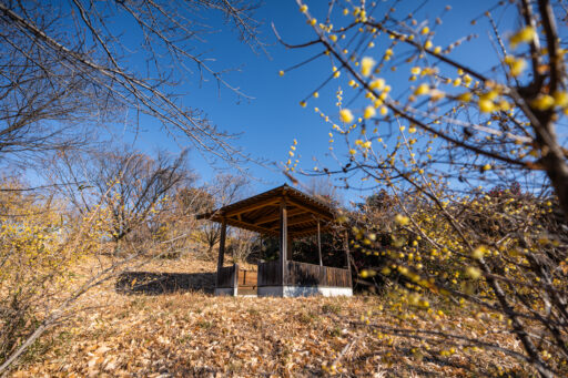 榛東村 ろうばいの郷