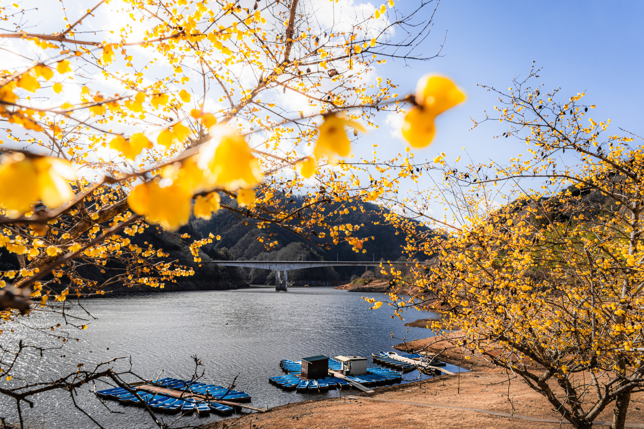 梅田ロウバイパーク