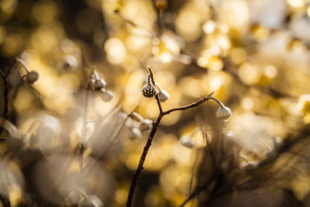 梅田ロウバイパーク